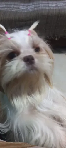Vendo ninhada de shihtzu 