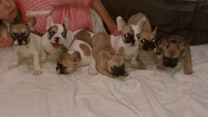 Bulldog Francês filhotinhos meninos Vacinados 