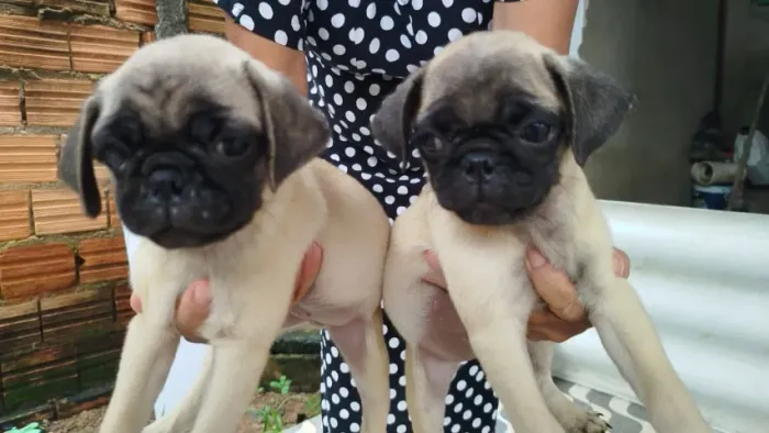 Filhote de Pug 