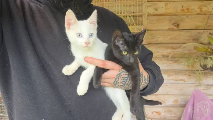 Adoção conjunta de gatinhos
