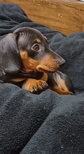 Basset 