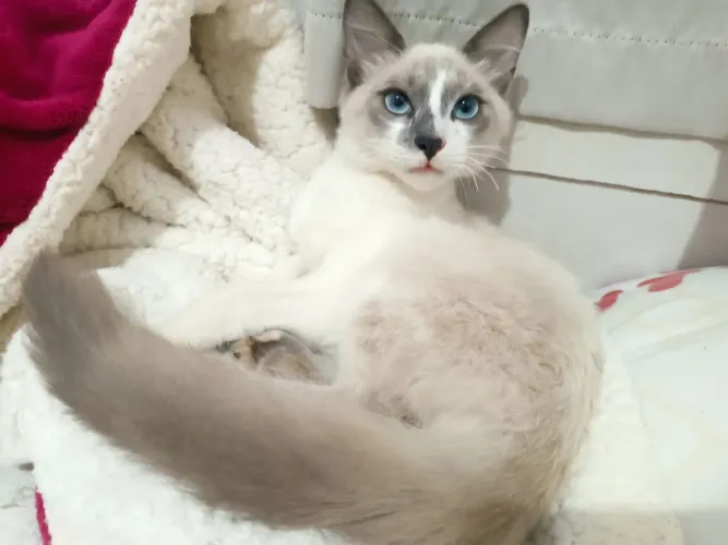 Gatinhos Branquinhos Machos para adoção