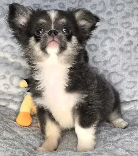 Chihuahua Filhotes com Pedigree e garantia de saude