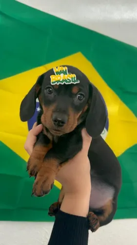 Dachshund encantador esperando seu novo lar