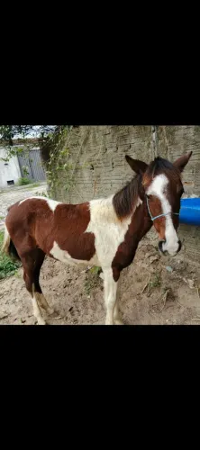 Cavalo