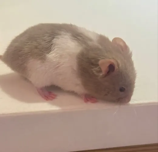 Hamster a venda