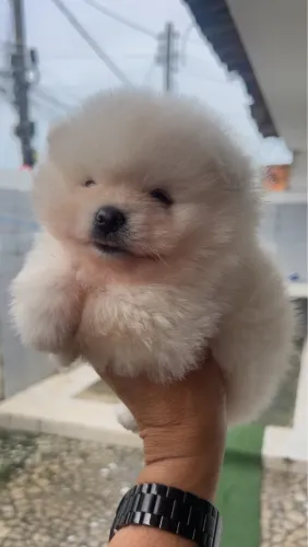 Vendo machinho spitz alemão 