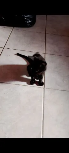 Doação gatinho macho 