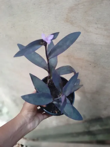 coração-roxo