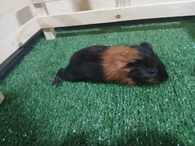 Porquinho da india
