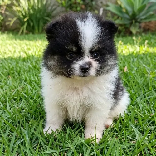 Lindo bebê Spitz Alemão Anão