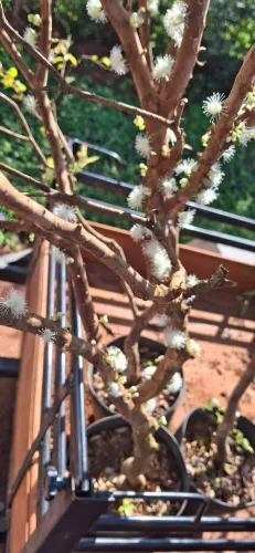 Jabuticabeira sabará adulta com flores ?