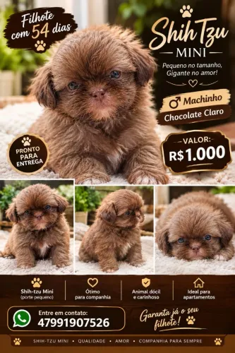 Vendo filhote de shitzu Mini chocolate claro