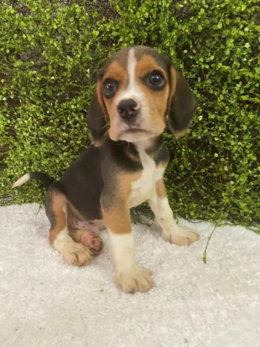 beagles com contrato