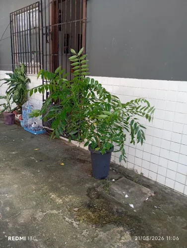 Plantas 