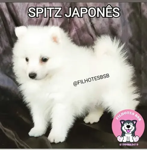 Spitz Japonês pedigree CBKC 12x sem juros Envio grátis