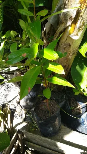 Mudas de árvores frutíferas enchertadas