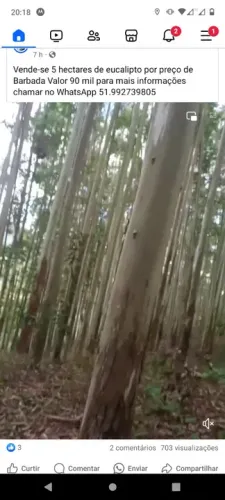 Compro mato de pinus e eucalipto 