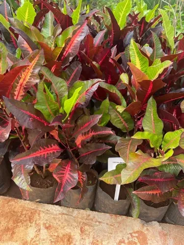 Muda de Croton Americano