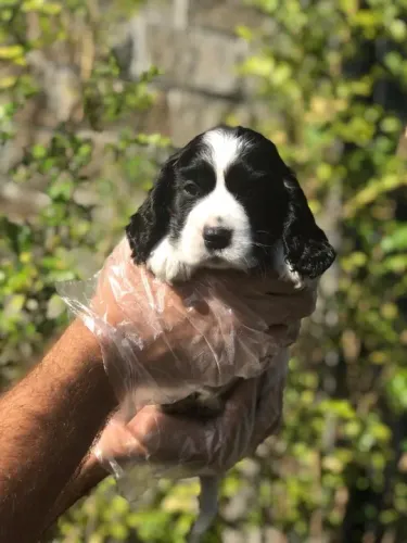 Cocker Spaniel ingles temos raças de micro, pequeno, medio e grade porte 