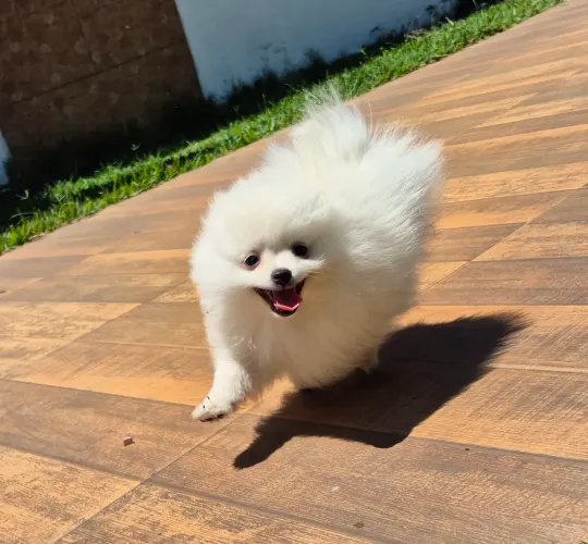 Filhote de Spitz Alemão em ate 10x sem juros com pedigree CBKC