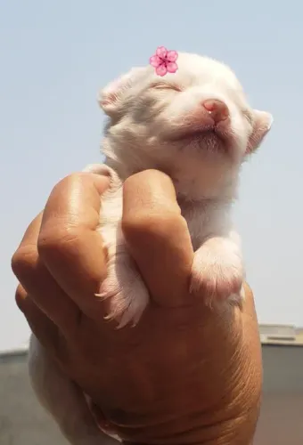 Chihuahua Mini Tricolor Macho - Pequeno, Cheio de Personalidade e Energia!