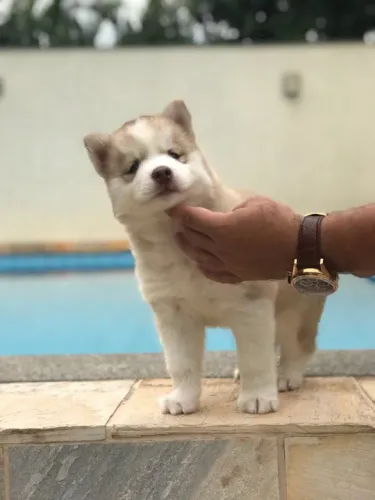 Husky Siberiano - Machinho olhos azuis com vacina - Adquira de loja com segurança