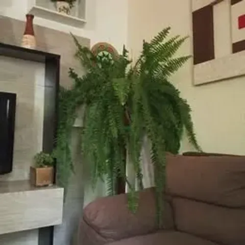  SAMAMBAIA PLANTA NATURAL LINDA ENORME PARA COMPOR A SUA DECORAÇÃO! ENTREGO
