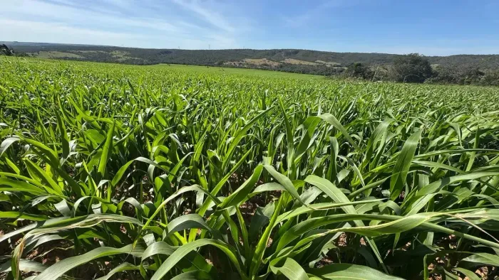 Fazenda a venda Lagoa da Jacuba - Água Fria de Goiás - GO