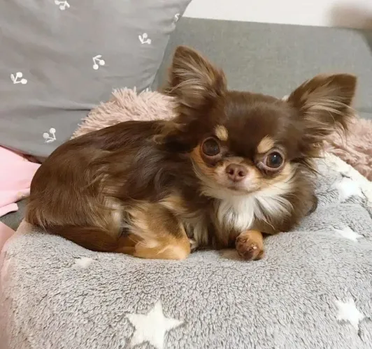 Seu lindo filhote de Chihuahua a pronta entrega!!!