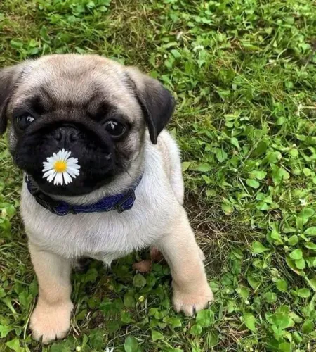 Filhote de pug ! Essencial na vida do ser humano 