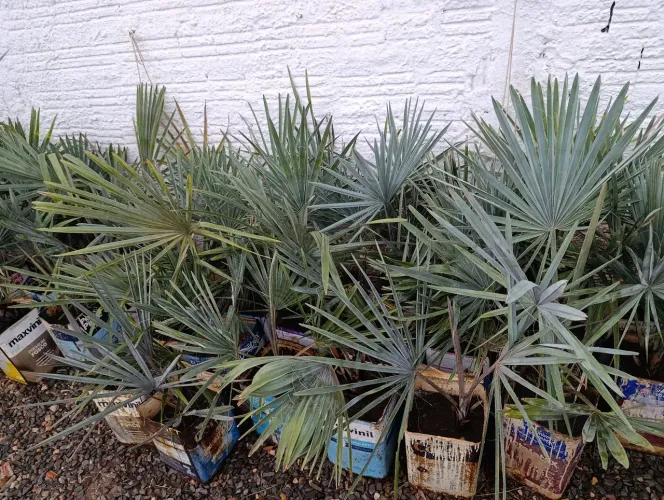 Palmeiras Azuis - Mudas Lindas!