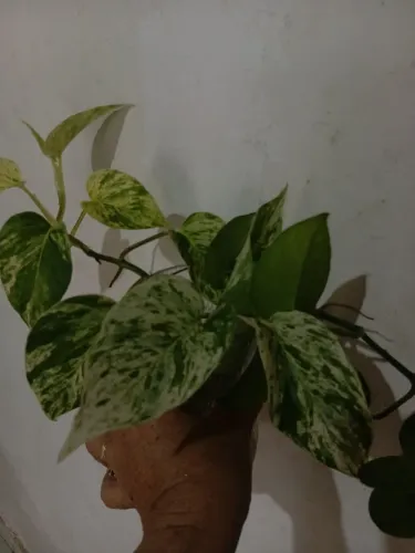 Espacodaglauflor 