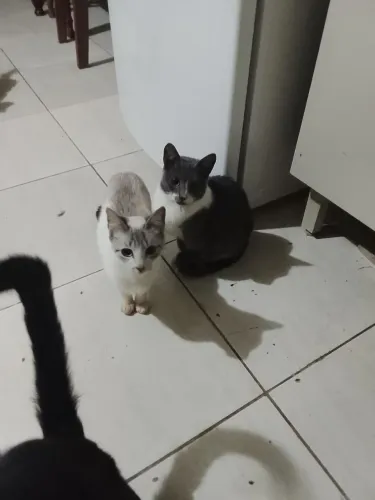 Gatos para adoção