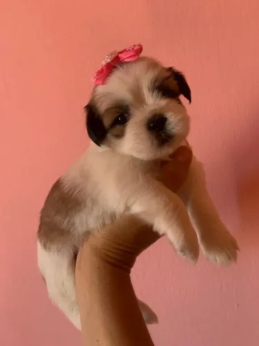Filhotinho de Shih tzu fêmea 