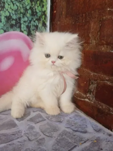 Filhotinhos lindos de Gato Persa Macho e Fêmea com Vacinados e Carinhosos