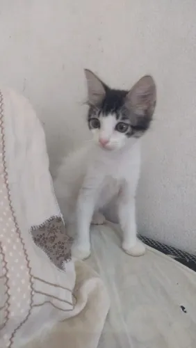 Gato pra adoção (macho)