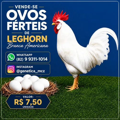 Ovos Férteis de Leghorn Americana