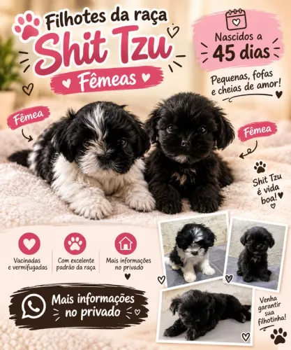 Filhotes de Shih tzu à venda