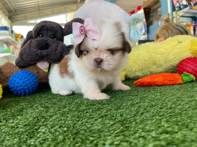 Shih tzu fêmea mini dos olhos azuis $2.500,00