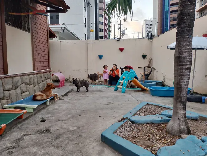 Adestramento e passeio