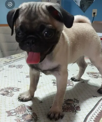 Vende-se filhote de Pug