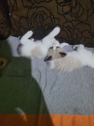 Lindos gatinhos pra adoção 
