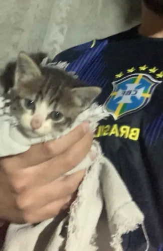 Gata filhote de 1 mês para adoção