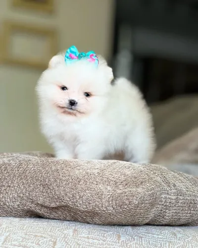 Lulu da Pomerânia com pedigree