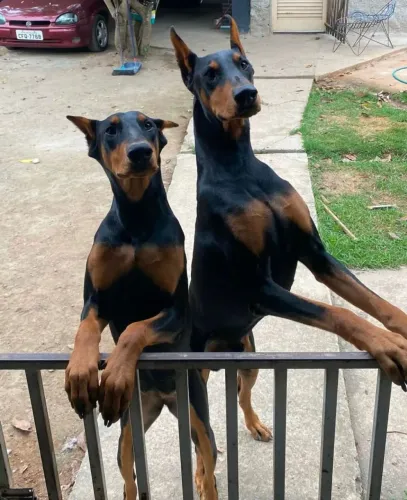 Doberman Cães Filhotes a Venda