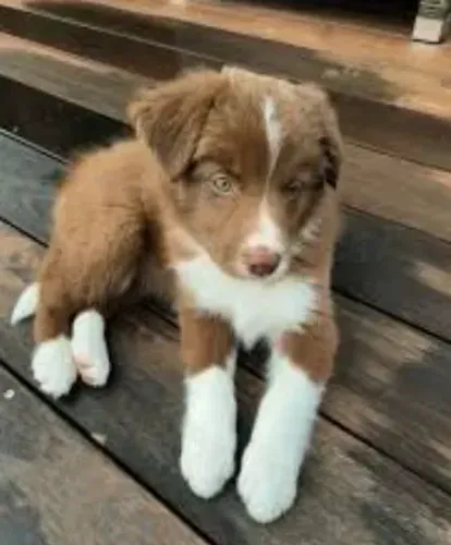 vendo border collie -pedigree - SÓ MAIS 1