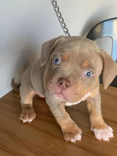 Filhotes de American Bully 