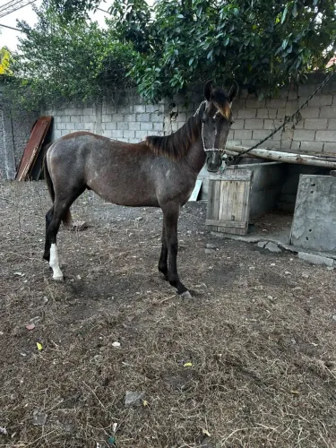 Potro Mangalarga Marchador