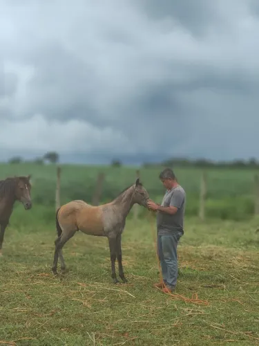Potro Quarto de Milha Puro Sem Papel